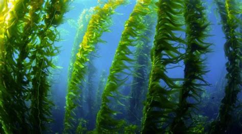 Magic seaweed syuart